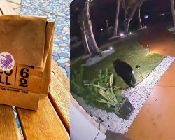 Hungry Florida bear steals $45 Taco Bell delivery off porch