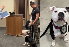 Shelter dog gets adopted by police department, officially sworn in as first “paw-trol officer”