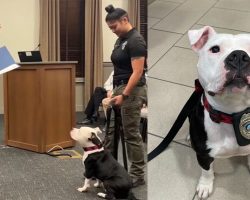 Shelter dog gets adopted by police department, officially sworn in as first “paw-trol officer”