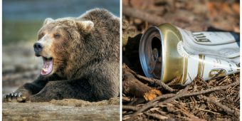 Bear chugs 36 cans of beer swiped from campsite, rangers lure him away using more beer
