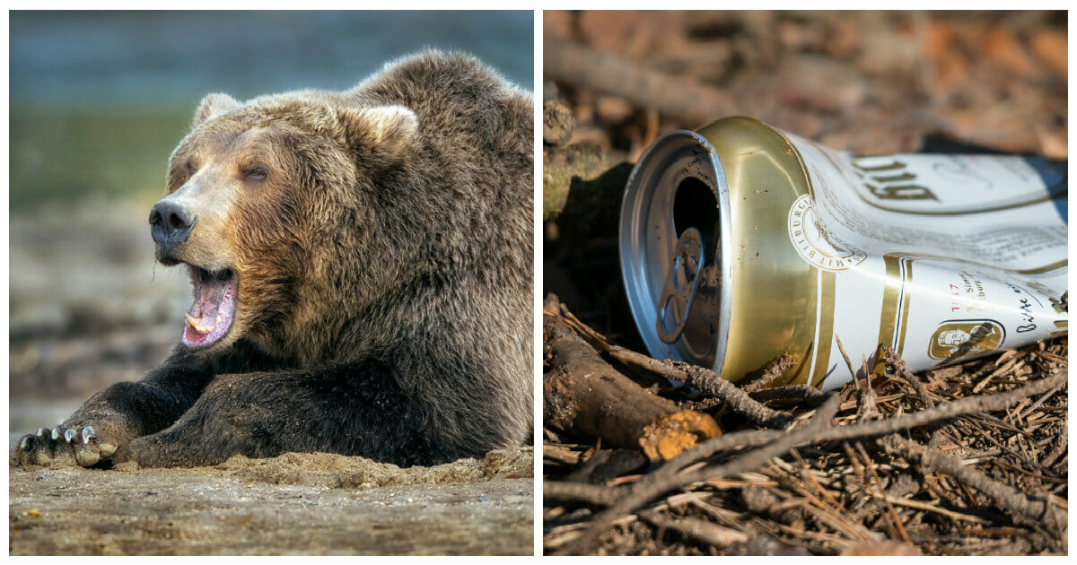 Bear chugs 36 cans of beer swiped from campsite, rangers lure him away using more beer