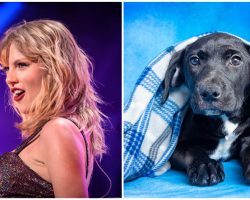 Taylor Swift makes donation to Tennessee animal shelter, has four puppies named in her honor