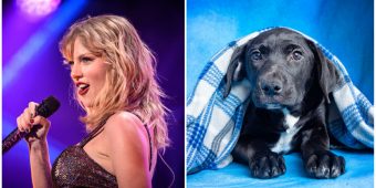 Taylor Swift makes donation to Tennessee animal shelter, has four puppies named in her honor