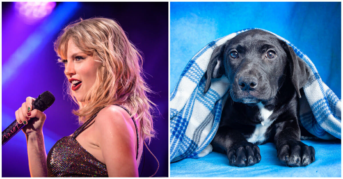 Taylor Swift makes donation to Tennessee animal shelter, has four puppies named in her honor