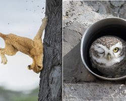 Winners Of This Year’s Comedy Wildlife Photo Awards Tickle The Funny Bone