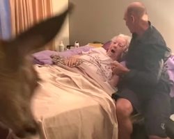 Dying mom obsessed with ‘Bambi’ gets a special visit from a real-life deer