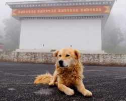 Kingdom of Bhutan becomes first country to 100% vaccinate and sterilize street dog population