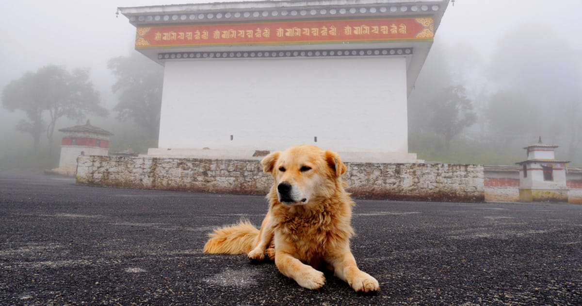Kingdom of Bhutan becomes first country to 100% vaccinate and sterilize street dog population