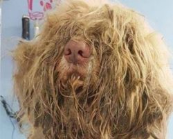 Groomer opens business late at night to save severely matted stray dog — the transformation is incredible