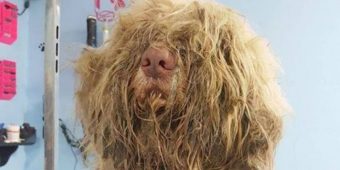 Groomer opens business late at night to save severely matted stray dog — the transformation is incredible