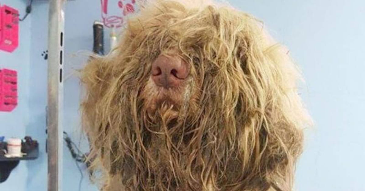 Groomer opens business late at night to save severely matted stray dog — the transformation is incredible
