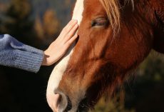 Senior woman in hospice care is delighted after getting to see a horse one last time