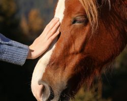 Senior woman in hospice care is delighted after getting to see a horse one last time