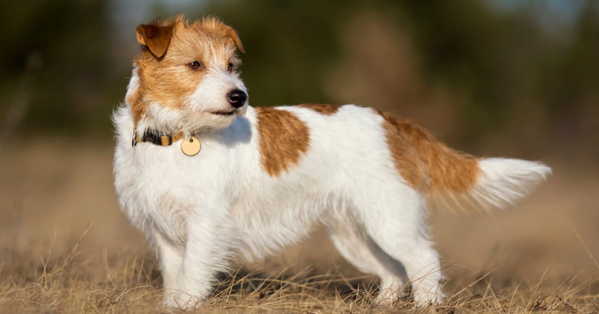 Body of hiker missing since August found in Colorado mountains — with loyal dog alive and still by his side