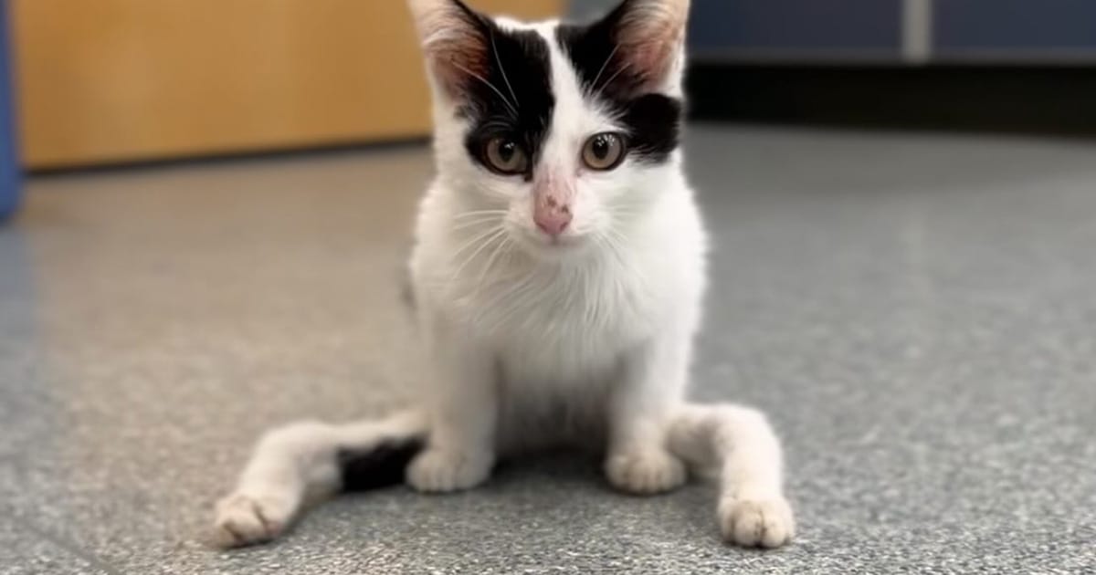 Cat named ‘Gumby’ born with severely deformed legs doesn’t let anything hold him back — now he has a new home