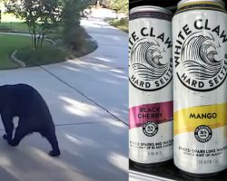 Three-legged bear sneaks into family’s home, chugs three White Claws