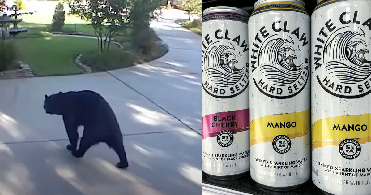 Three-legged bear sneaks into family’s home, chugs three White Claws