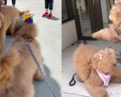 Doggy Siblings Recognize Each Other During Reunion After One Year Apart