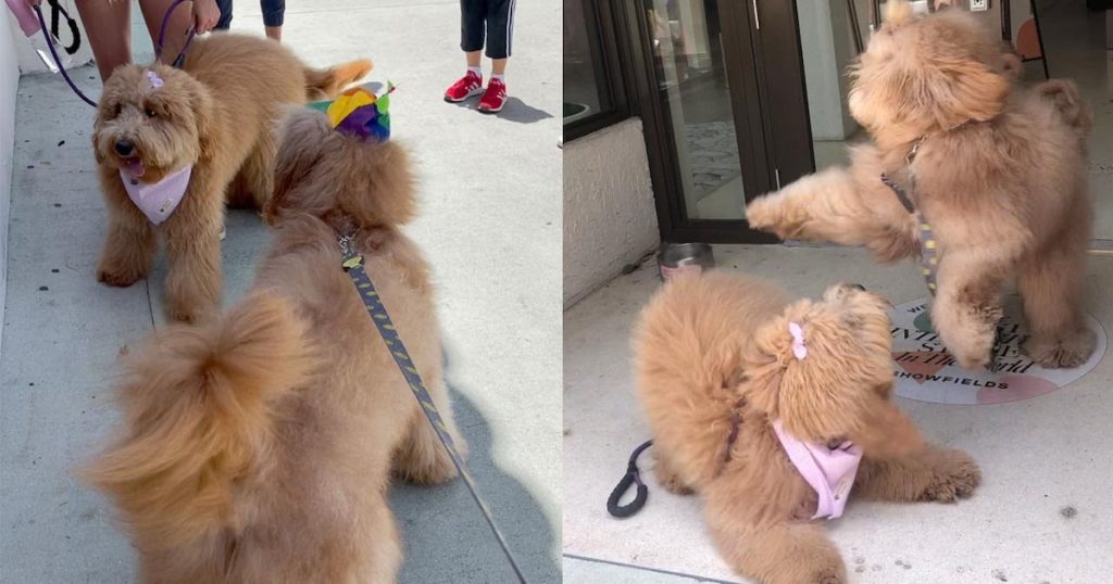 Doggy Siblings Recognize Each Other During Reunion After One Year Apart