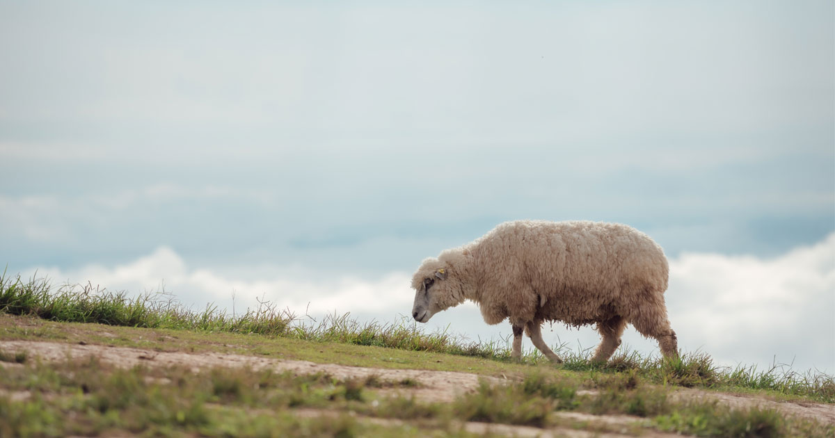 Stranded on rocky beach for two years, Britain’s ‘loneliest sheep’ rescued and taken to a farm
