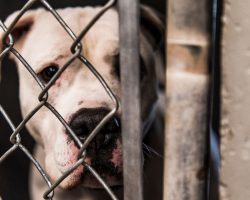 Elvis, only dog left at adoption event, finds forever home with Elvis impersonator