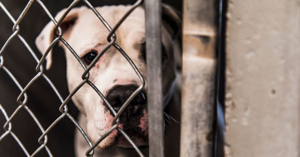 Elvis, only dog left at adoption event, finds forever home with Elvis impersonator