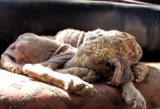 Street dog was neglected for so long she was starting to turn to stone
