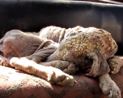 Street dog was neglected for so long she was starting to turn to stone