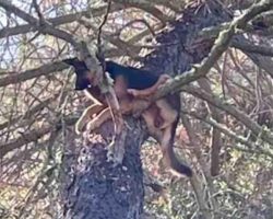 Family Finds Their Lost German Shepherd ‘Barked (High Up) The Wrong Tree’