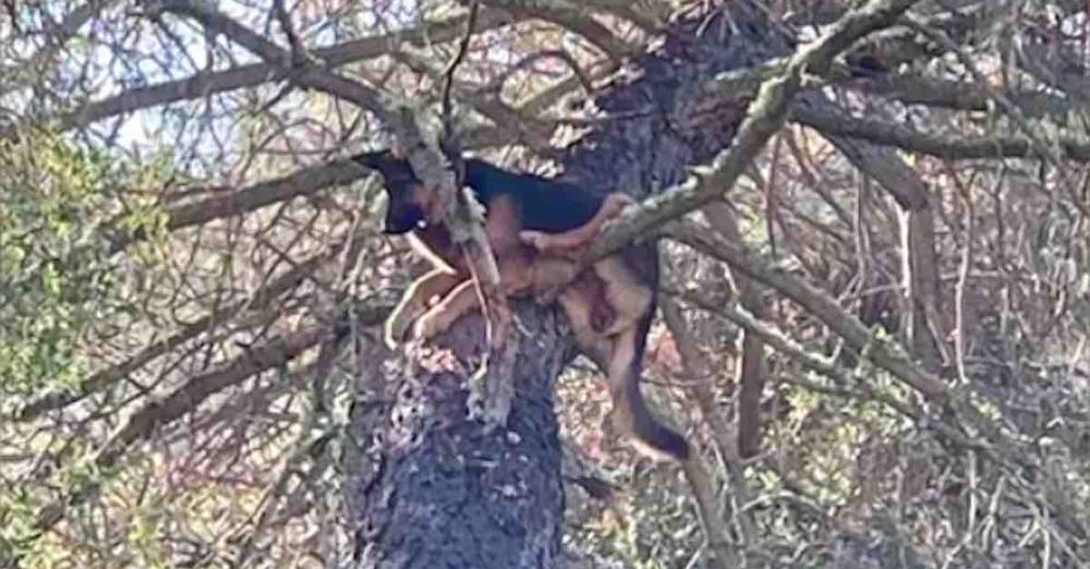 Family Finds Their Lost German Shepherd ‘Barked (High Up) The Wrong Tree’