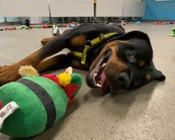 Shelter lays out toys so dogs can choose their favorite Christmas present