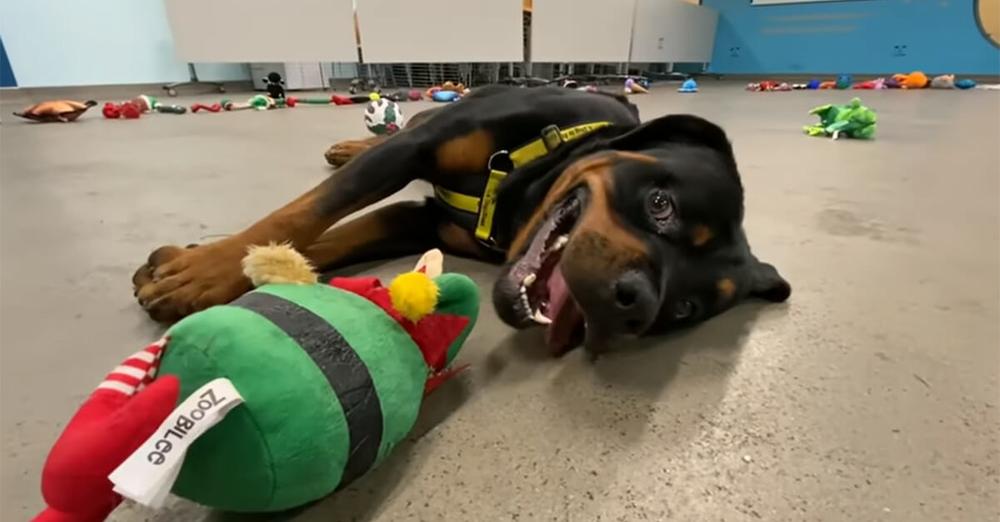 Shelter lays out toys so dogs can choose their favorite Christmas present