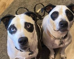 Woman adopts dog who looks just like a panda — later sees his twin and knows it’s meant to be