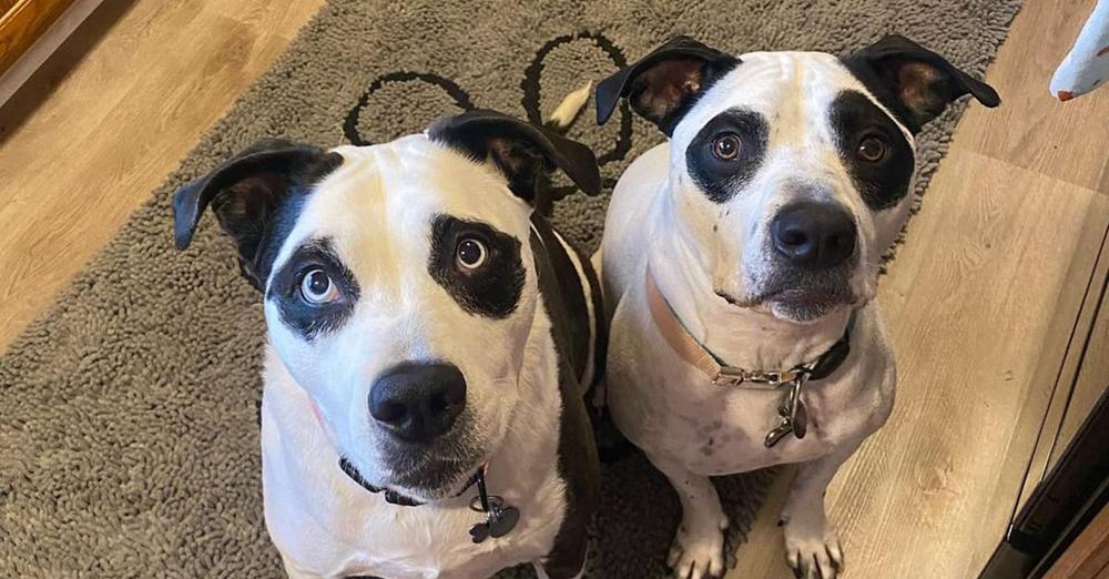 Woman adopts dog who looks just like a panda — later sees his twin and knows it’s meant to be