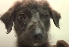 Puppy Had A Birth Defect, So His Owner Left Him In The Landfill
