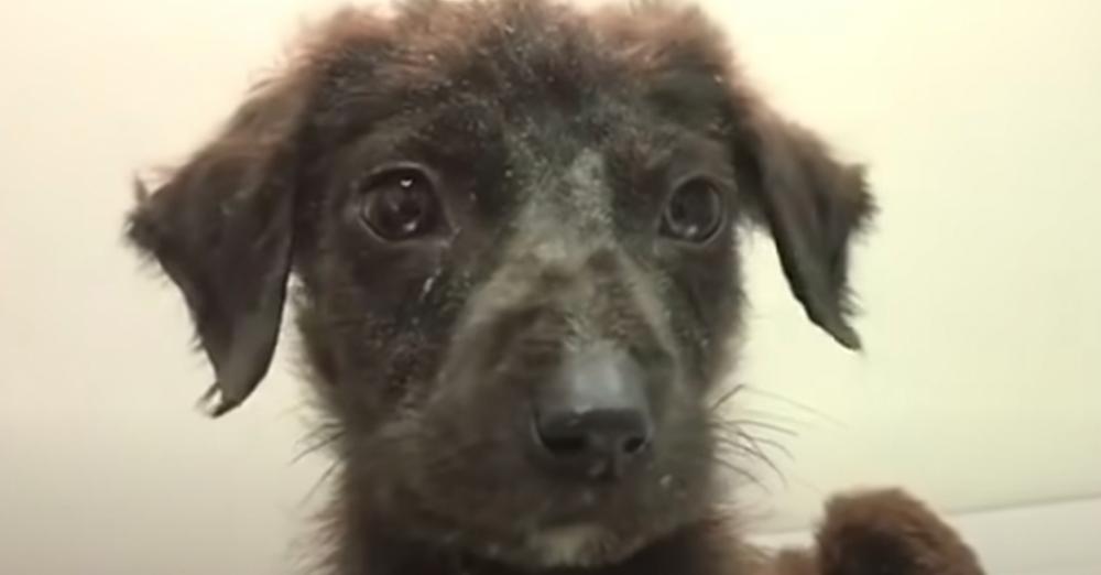Puppy Had A Birth Defect, So His Owner Left Him In The Landfill