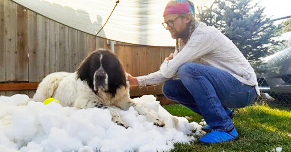 Ice rink fulfills dying dog’s final wish to see snow one last time