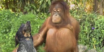 1-Minute Animal Video Teaches Us To ‘Be Together, Not The Same’