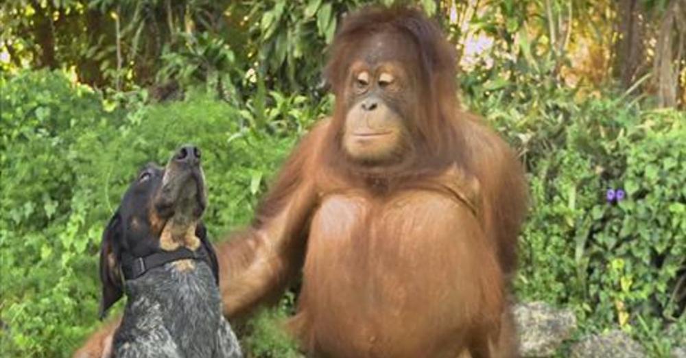 1-Minute Animal Video Teaches Us To ‘Be Together, Not The Same’