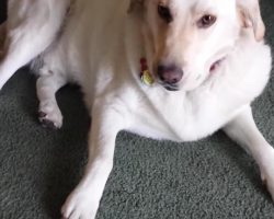 Mom Asks Dog What’s In His Mouth, And He Reveals His Secret Stash