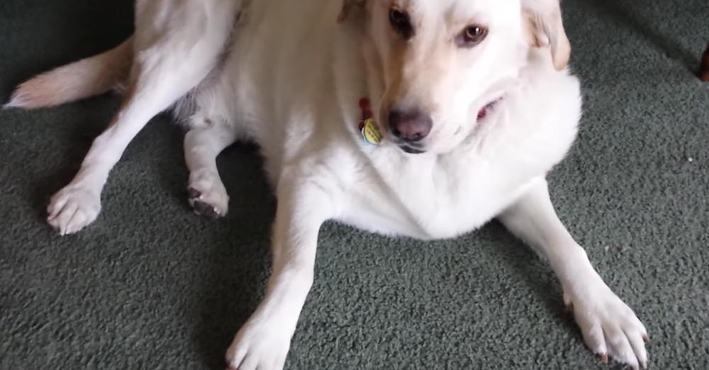 Mom Asks Dog What’s In His Mouth, And He Reveals His Secret Stash