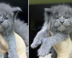 Litter of cute kittens all have eerily human faces