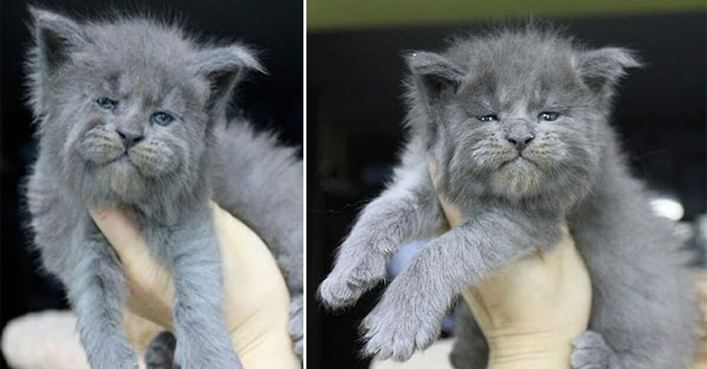 Litter of cute kittens all have eerily human faces