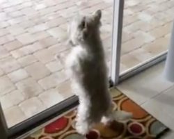 Shelter Dog Moves Into New Home & Adorably Freaks Out When She Notices A New Pool In The Backyard