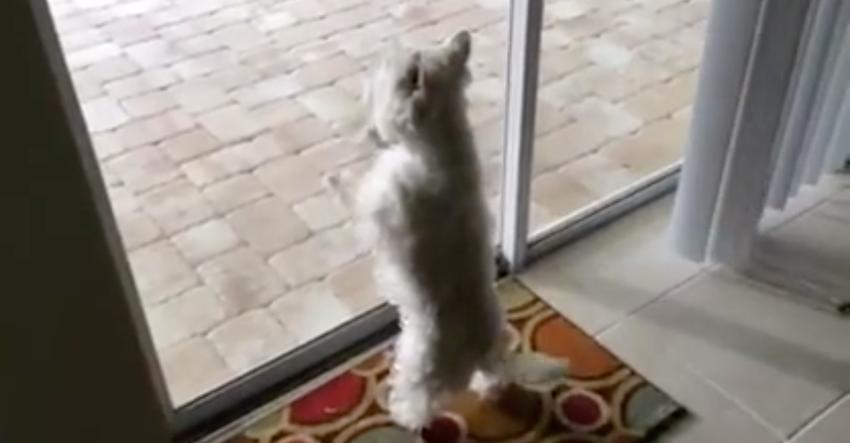 Dog arrives at new home, flips out when she sees what’s outside