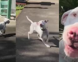 Blind and deaf dog uses nose to discover that mom just got home