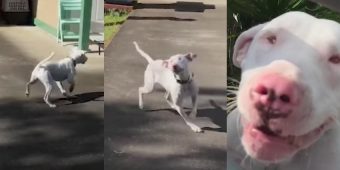 Blind and deaf dog uses nose to discover that mom just got home