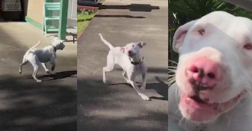 Blind and deaf dog uses nose to discover that mom just got home