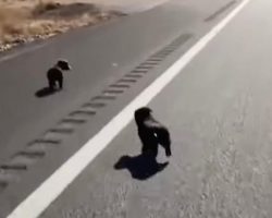 Guy On A Trip Finds 2 Puppies In The Road, Brings Them Along For The Adventure