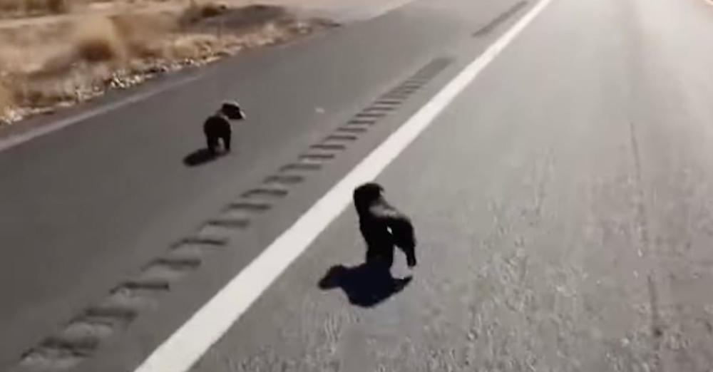 Guy On A Trip Finds 2 Puppies In The Road, Brings Them Along For The Adventure